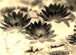 Sepia + Negatyw