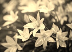 Szary + Sepia
