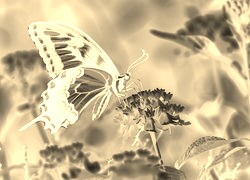 Sepia + Negatyw