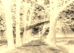 Sepia + Negatyw