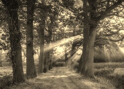 Szary + Sepia