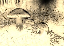 Sepia + Negatyw