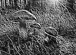 Skamielina