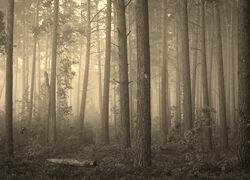 Szary + Sepia