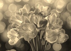 Szary + Sepia