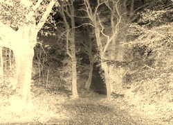 Sepia + Negatyw