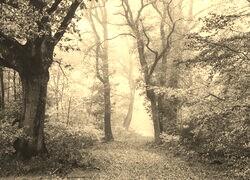 Sepia