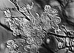 Skamielina