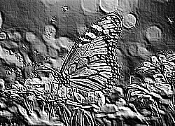 Skamielina