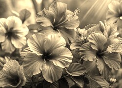 Szary + Sepia