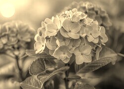 Szary + Sepia