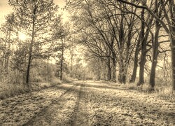 Szary + Sepia