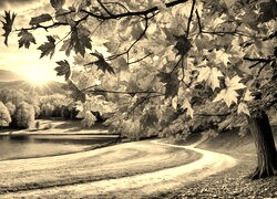 Szary + Sepia