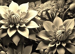 Szary + Sepia