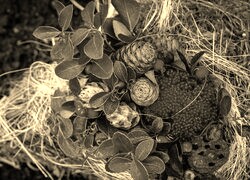 Szary + Sepia
