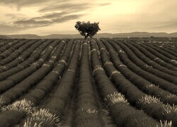 Szary + Sepia