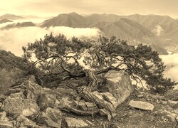 Szary + Sepia