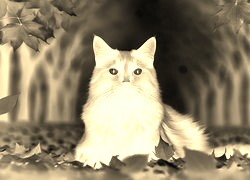 Sepia + Negatyw