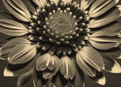 Szary + Sepia