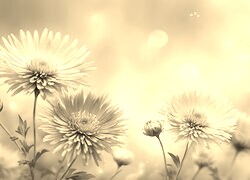 Szary + Sepia