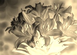 Sepia + Negatyw
