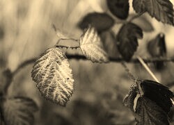 Szary + Sepia
