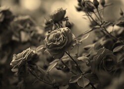 Szary + Sepia