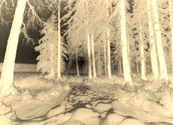 Sepia + Negatyw