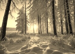Szary + Sepia