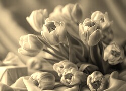 Szary + Sepia