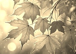 Sepia