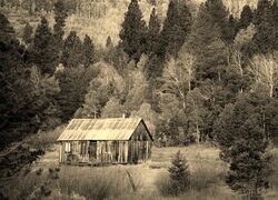 Szary + Sepia