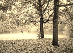 Szary + Sepia