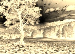 Sepia + Negatyw