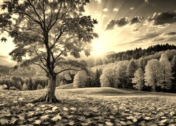 Sepia