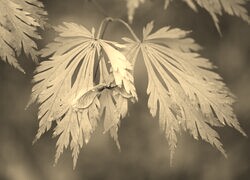 Szary + Sepia