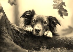 Szary + Sepia