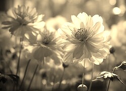 Szary + Sepia