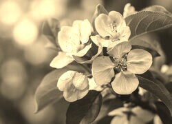 Szary + Sepia