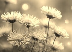 Szary + Sepia