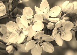 Szary + Sepia