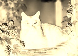 Sepia + Negatyw