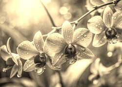 Szary + Sepia
