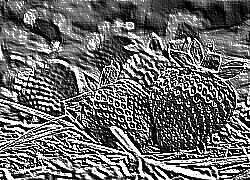 Skamielina