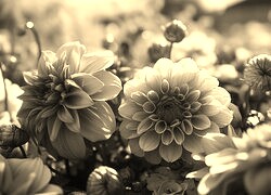 Szary + Sepia