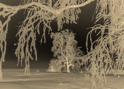 Sepia + Negatyw