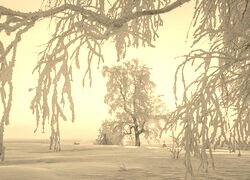 Szary + Sepia