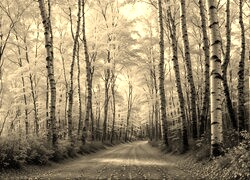 Szary + Sepia