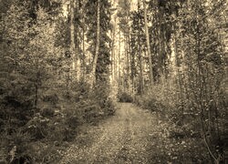 Sepia