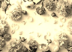 Szary + Sepia